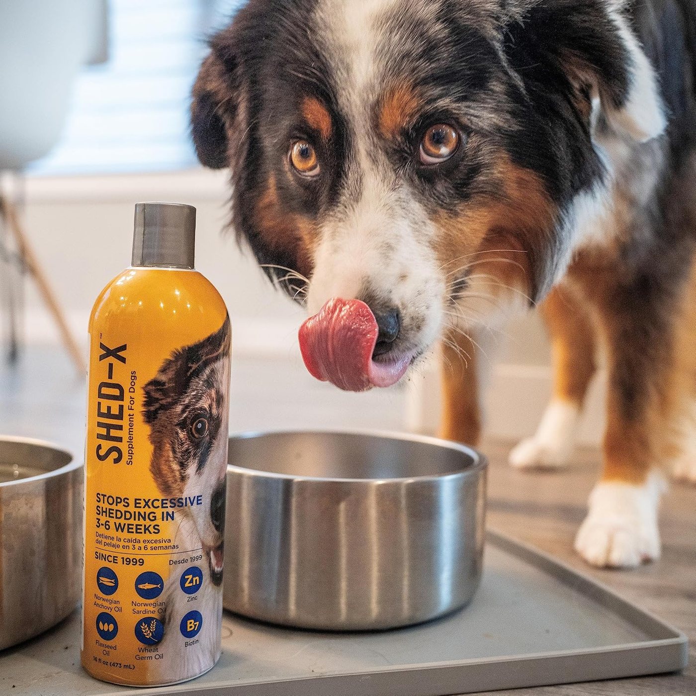 An Australian shepherd licking his bowl next to a yellow bottle of Shed-X